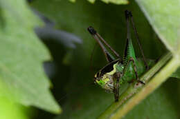 Image of Eupholidoptera chabrieri (Charpentier 1825)