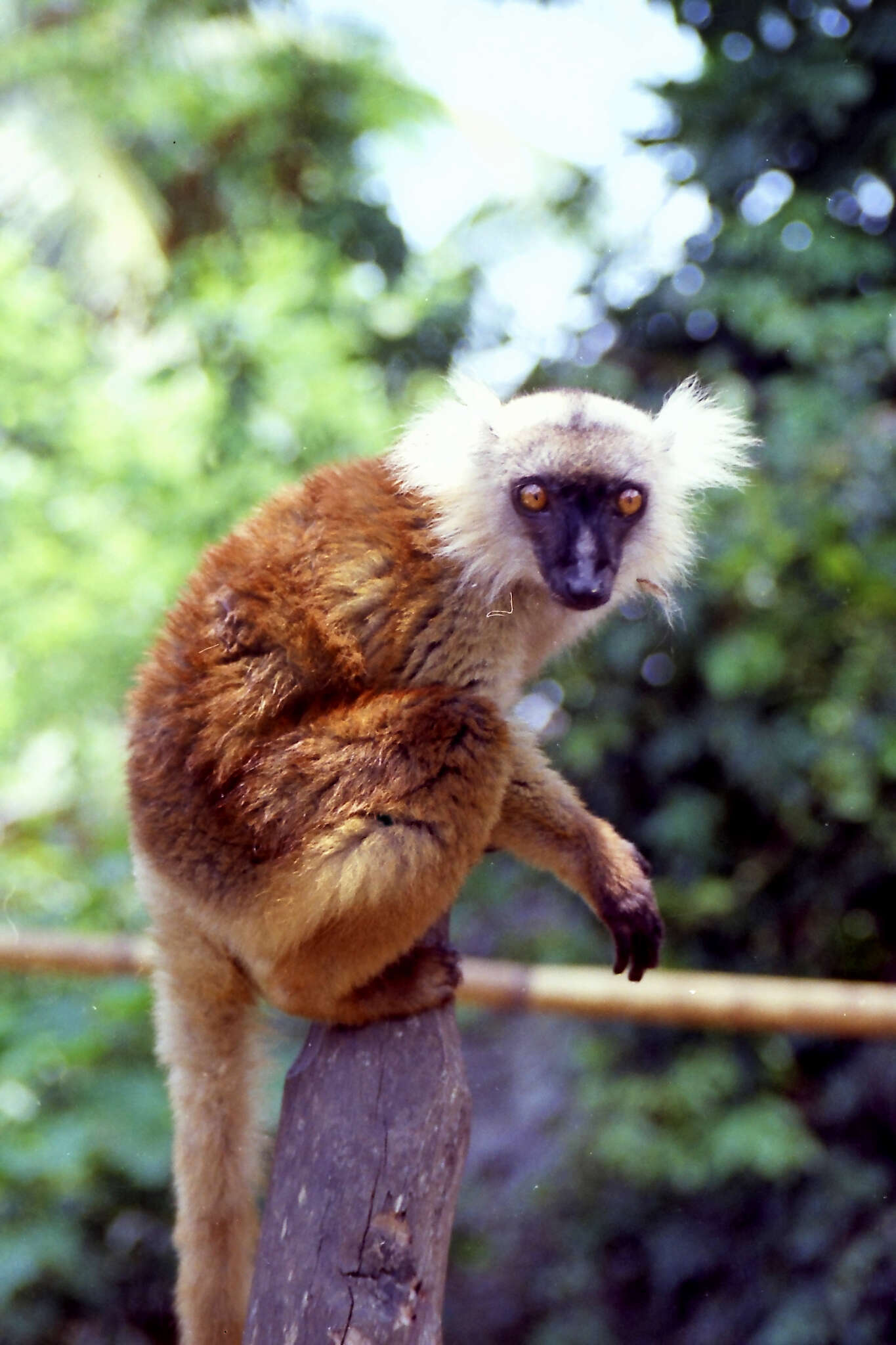 Image of Black Lemur