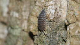 Image of <i>Porcellio <i>scaber</i></i> scaber Latreille 1804