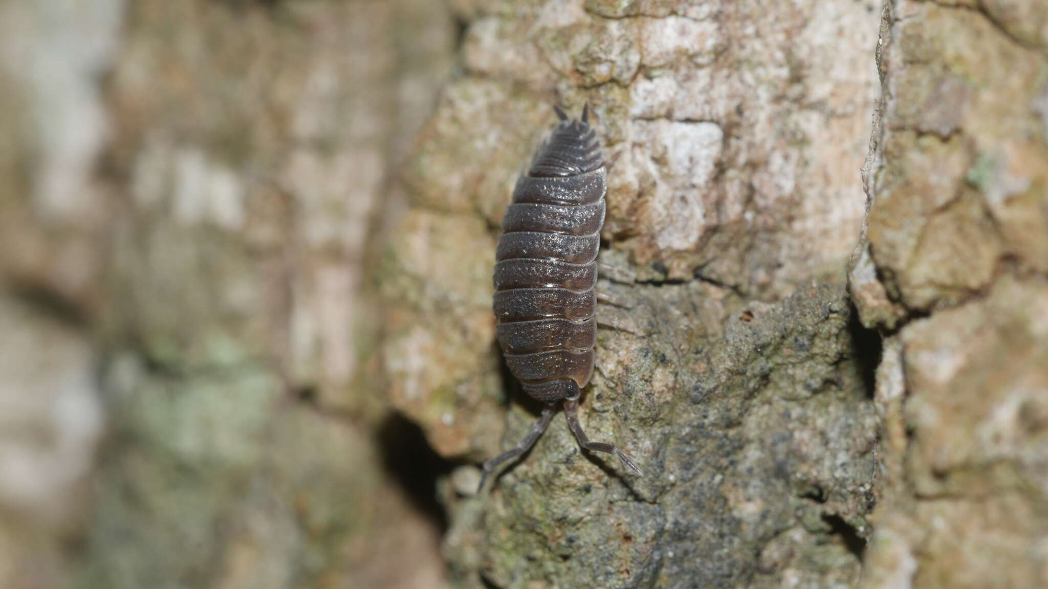 Image of <i>Porcellio <i>scaber</i></i> scaber Latreille 1804