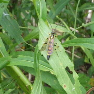 Image of Ichneumon annulatorius Fabricius 1775