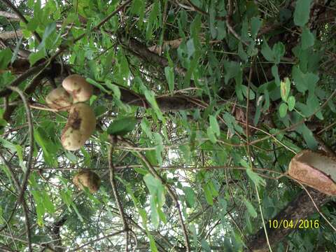 Image of Akebia trifoliata (Thunb.) Koidz.