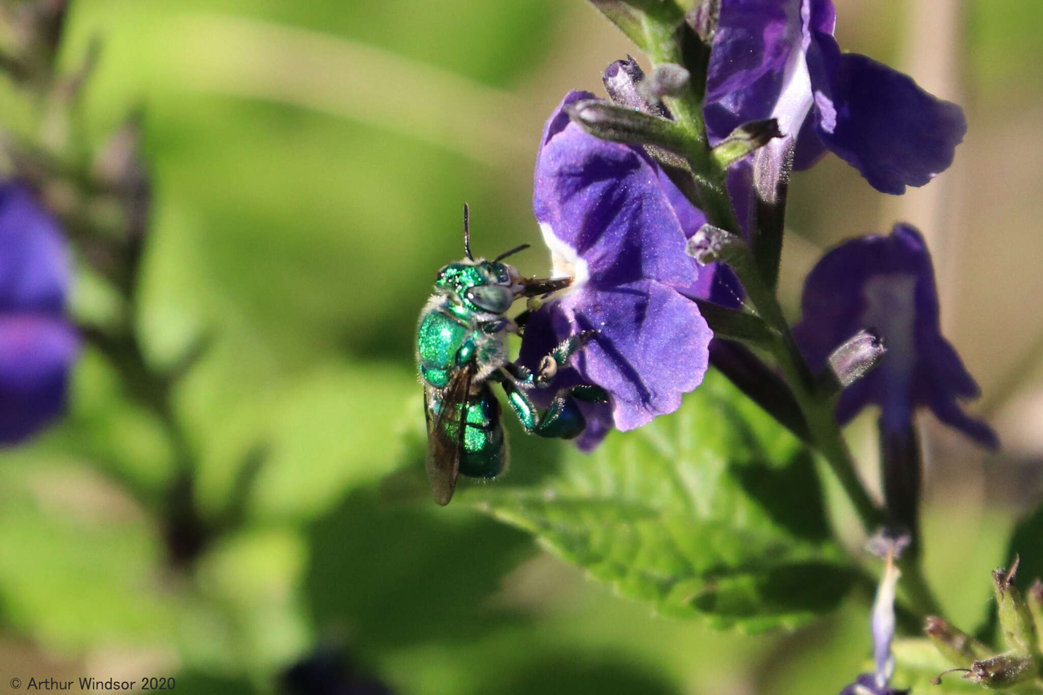 Image of Dilemma Orchid Bee