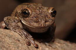 Image of Black-spotted Casque-headed Treefrog