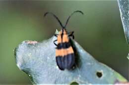 Image of Banded Net-winged Beetle