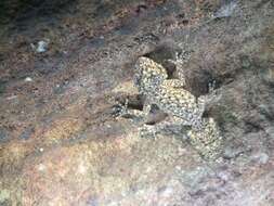 Image of Broad-tailed Gecko