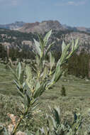 Image of Gray-Leaf Sierran Willow