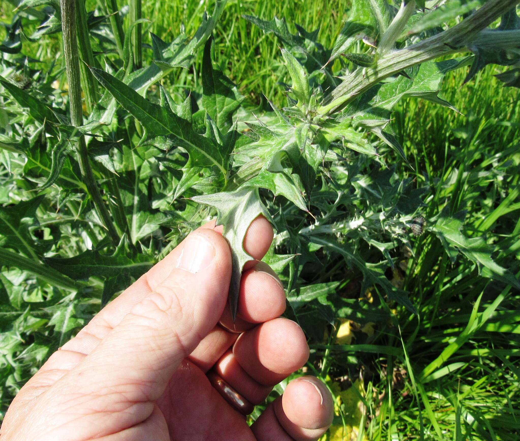 Image of Texas thistle