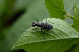 Cylindera (Ifasina) kaleea angulimaculata (Mandl 1955) resmi