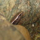 Image of Speckled Litter Skink