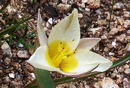 Image of Tulipa turkestanica (Regel) Regel