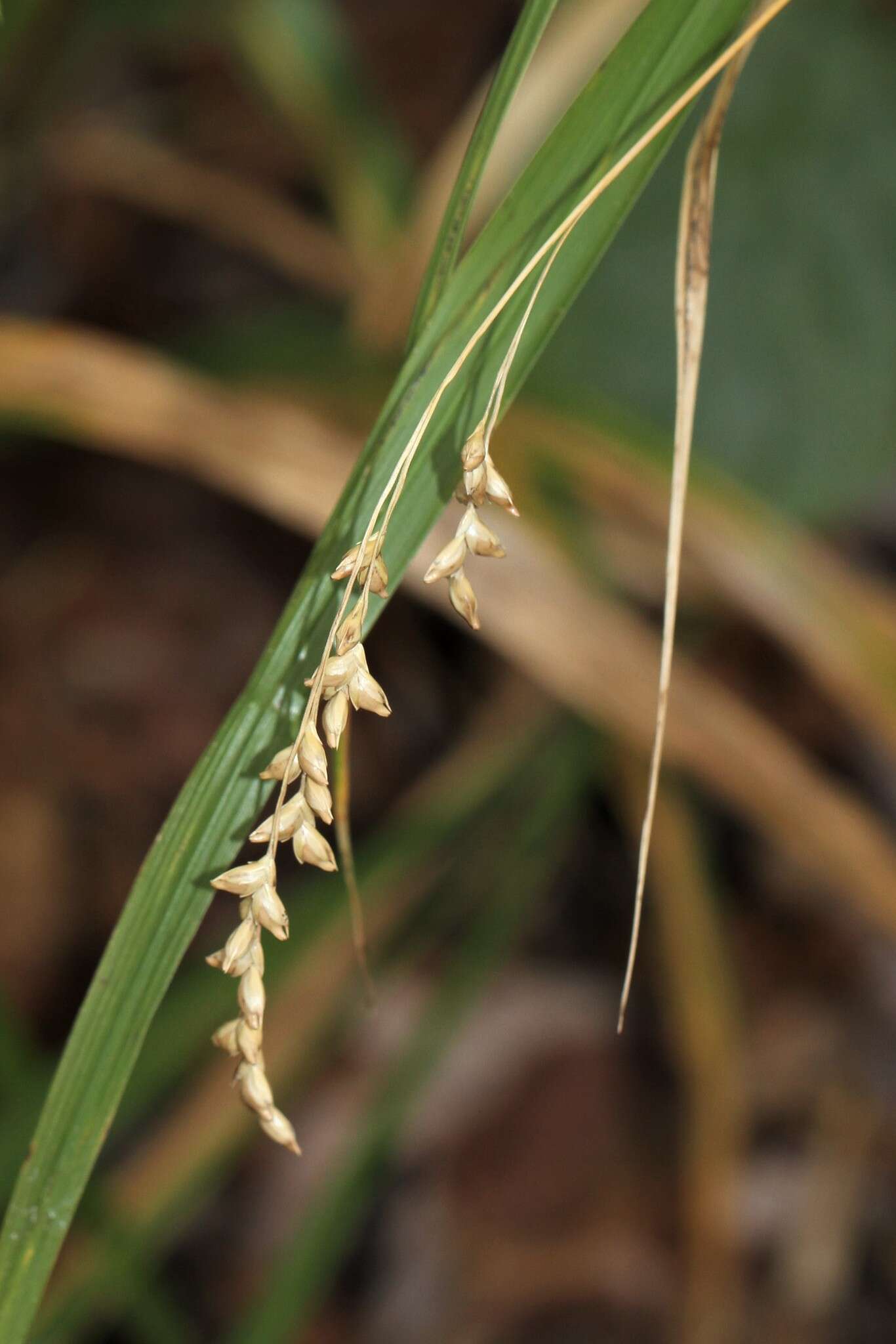 صورة Diarrhena obovata (Gleason) Brandenburg