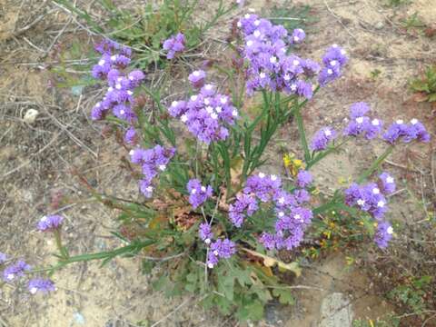 Imagem de Limonium sinuatum (L.) Miller