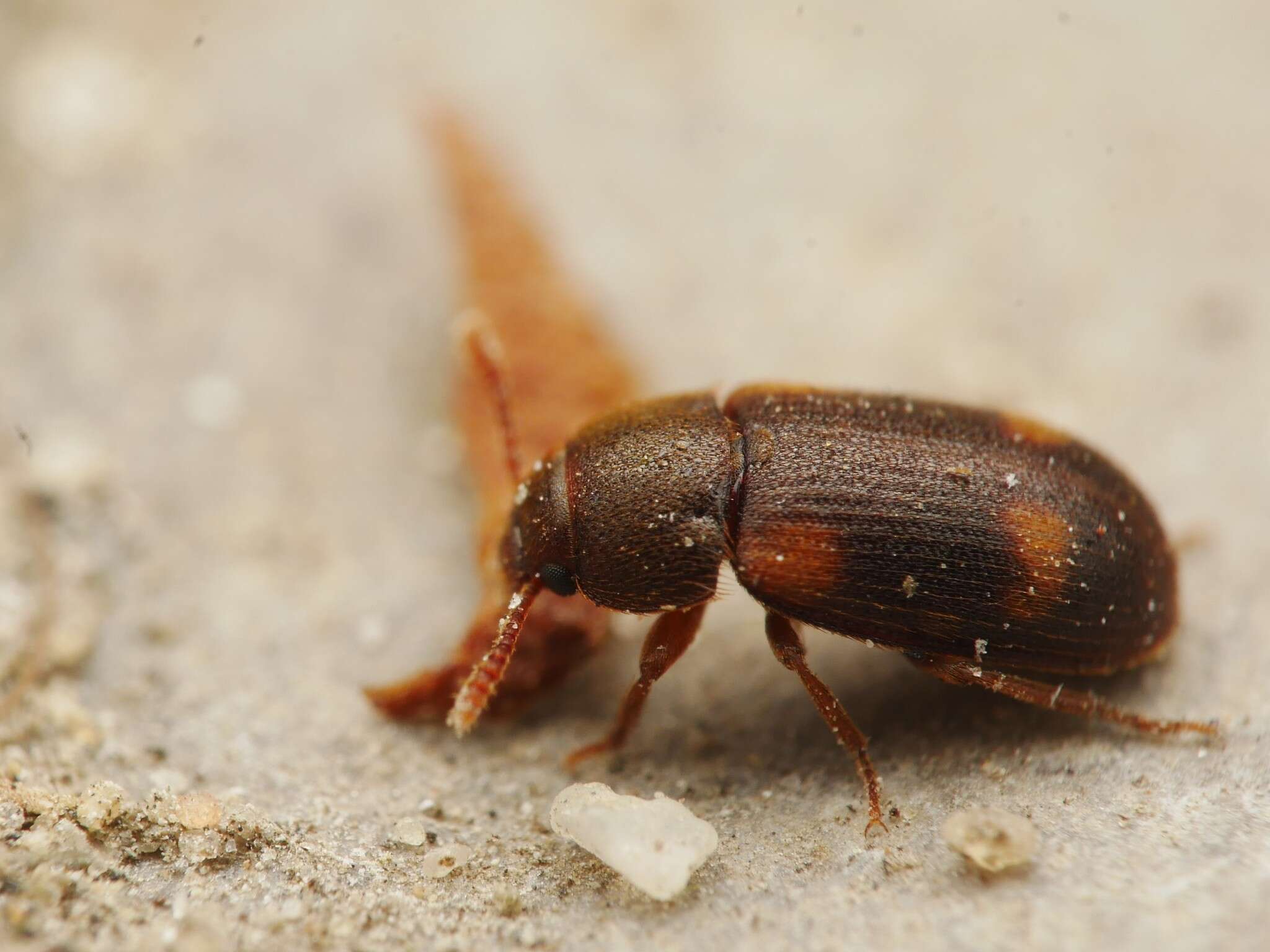 Image of Spotted Hairy Fungus Beetle