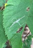 Imagem de Caloptilia ostryaeella (Chambers 1878)