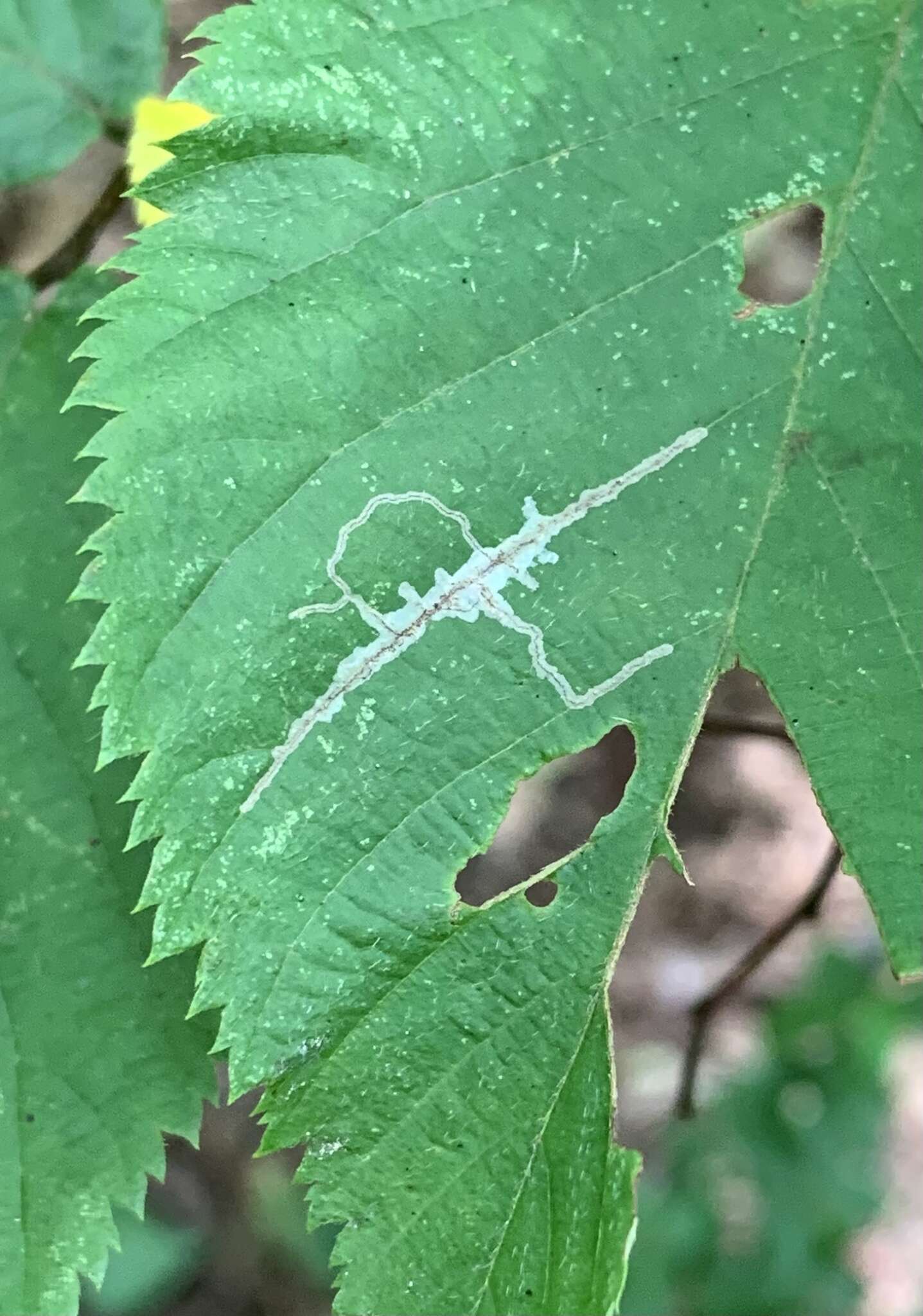 Imagem de Caloptilia ostryaeella (Chambers 1878)