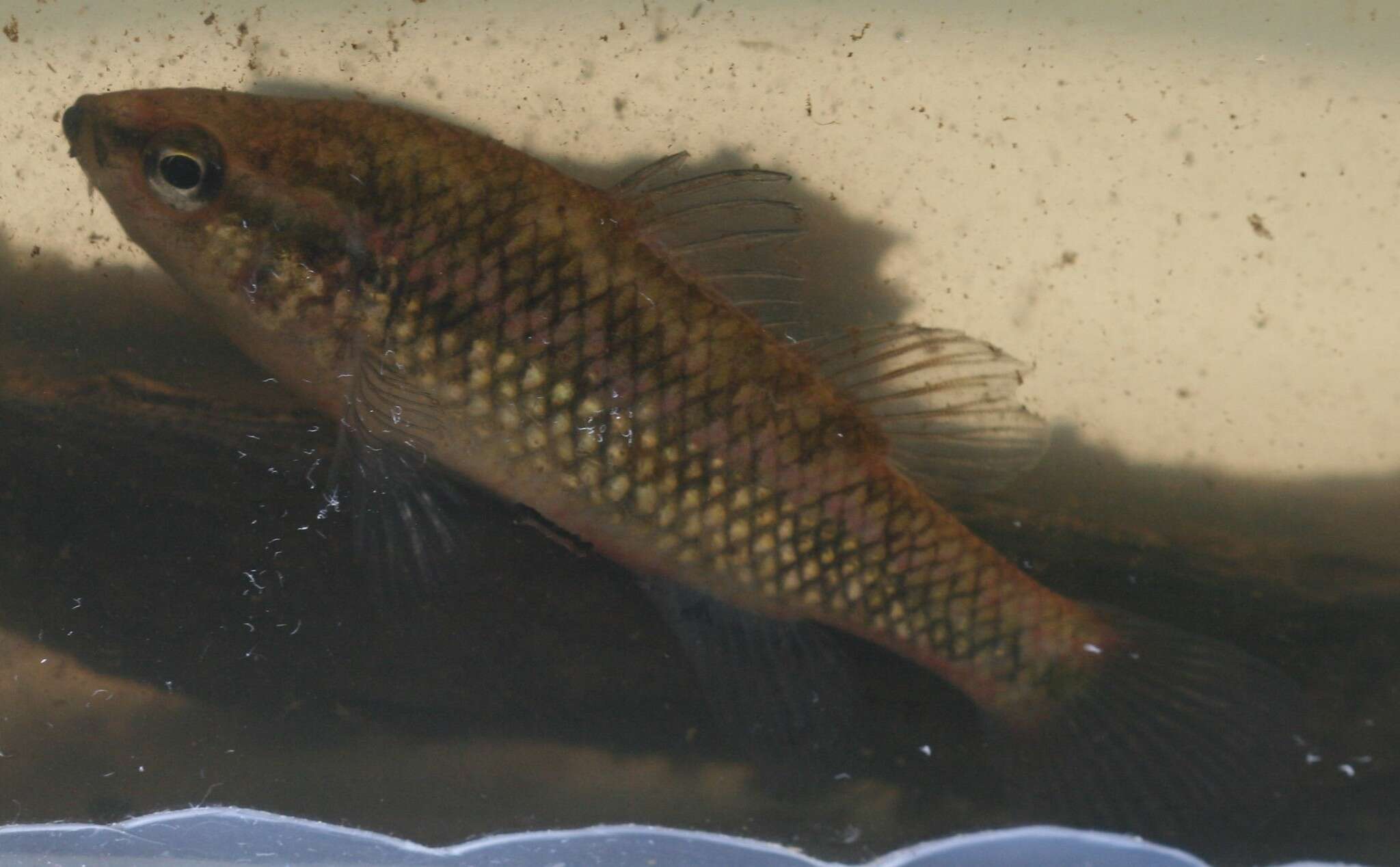 Image of Western pygmy perch