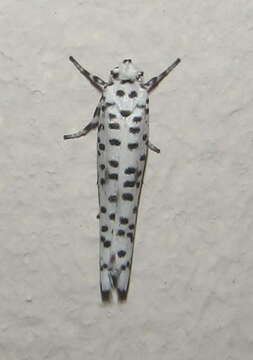 Image of Yponomeuta strigillata Zeller 1852