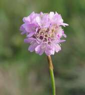 Imagem de Armeria maritima subsp. elongata (Hoffm.) Bonnier