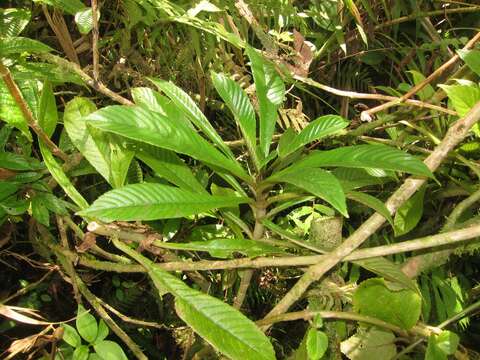 Sivun Cyrtandra hawaiensis C. B. Clarke kuva