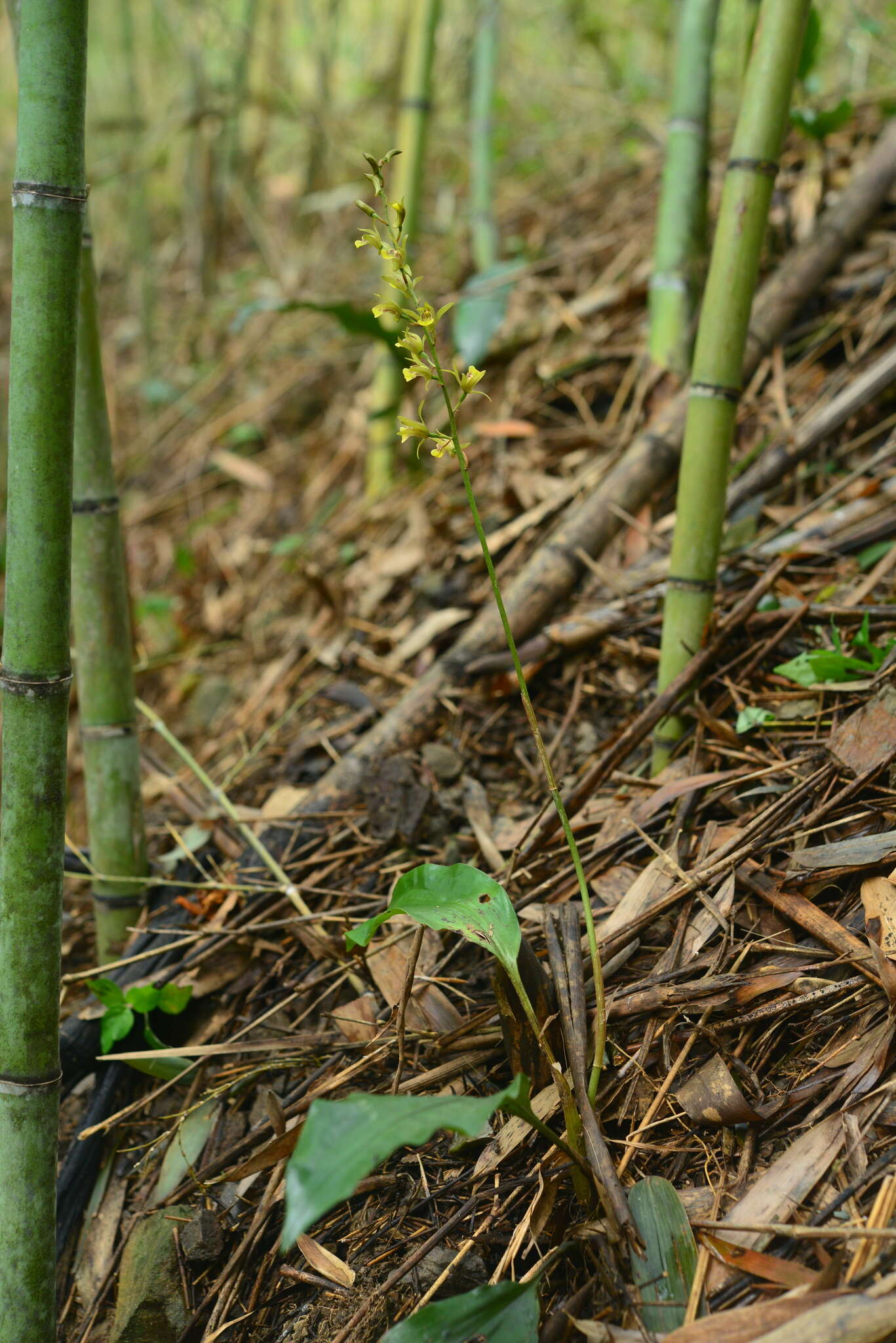 Image of Tainia elliptica Fukuy.