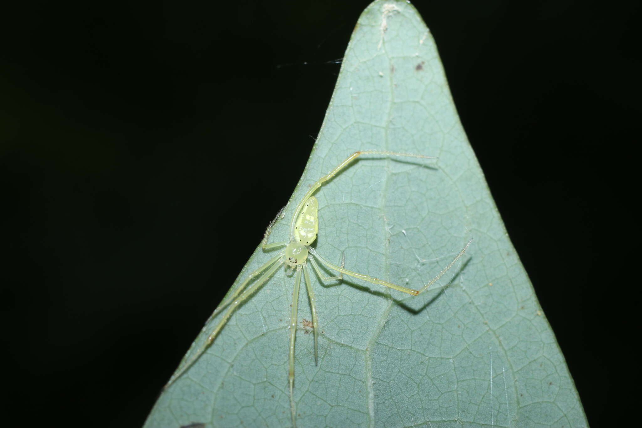 Image of Spintharus flavidus Hentz 1850