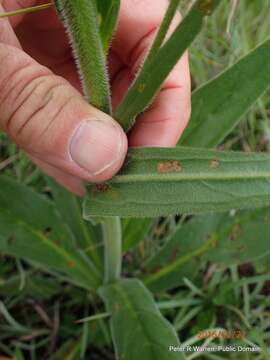 Image of Cynoglossum hirsutissimum Lehm.