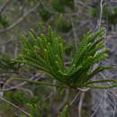 Image of cliff araucaria