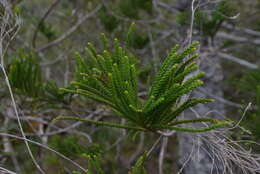 Image of cliff araucaria