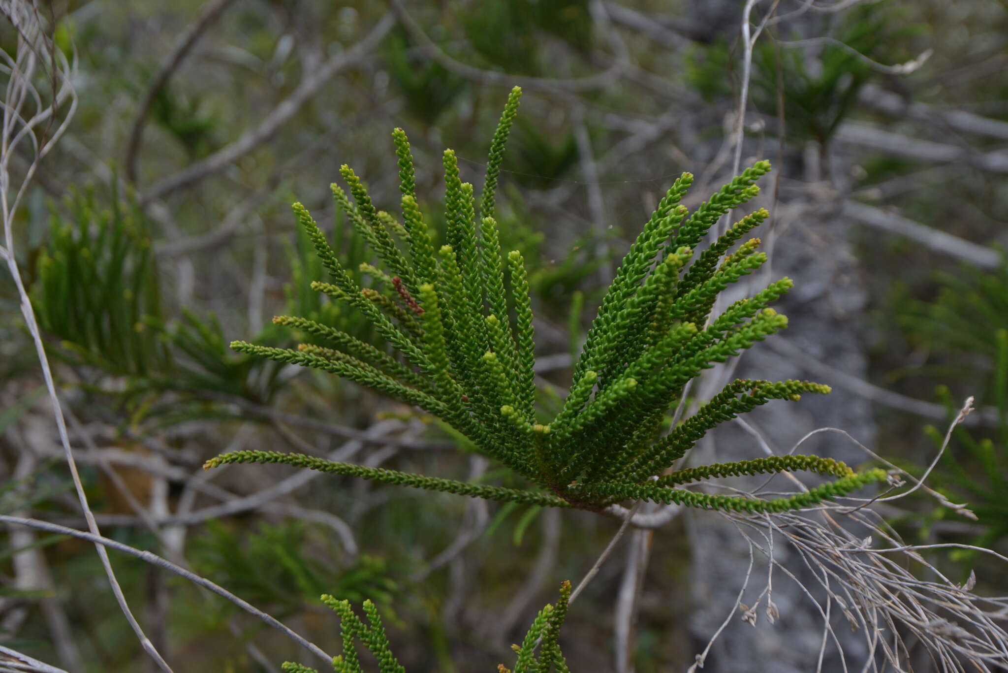 Image of cliff araucaria