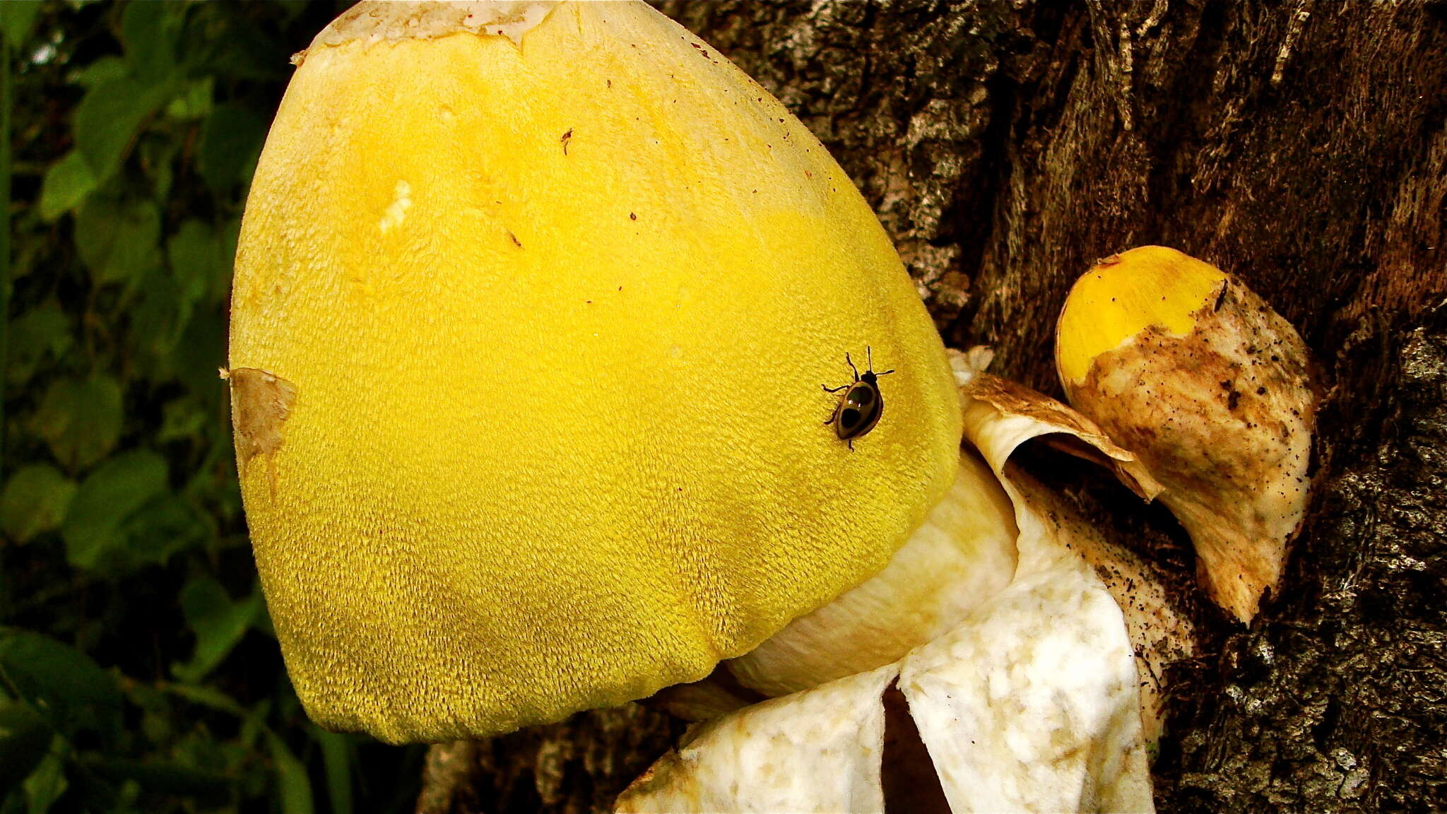 Image of Volvariella bombycina (Schaeff.) Singer 1951