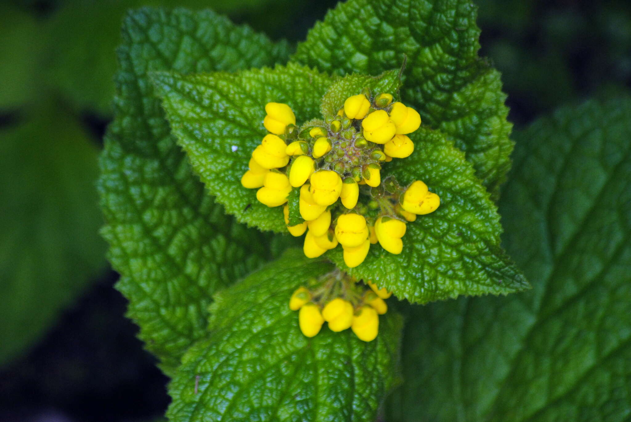 Image of Calceolaria plectranthifolia Walp.