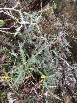 Image of Cirsium taiwanense Y. H. Tseng & Chih Y. Chang