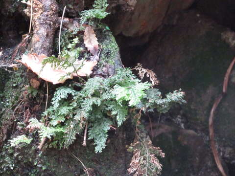 Image of Killarney fern