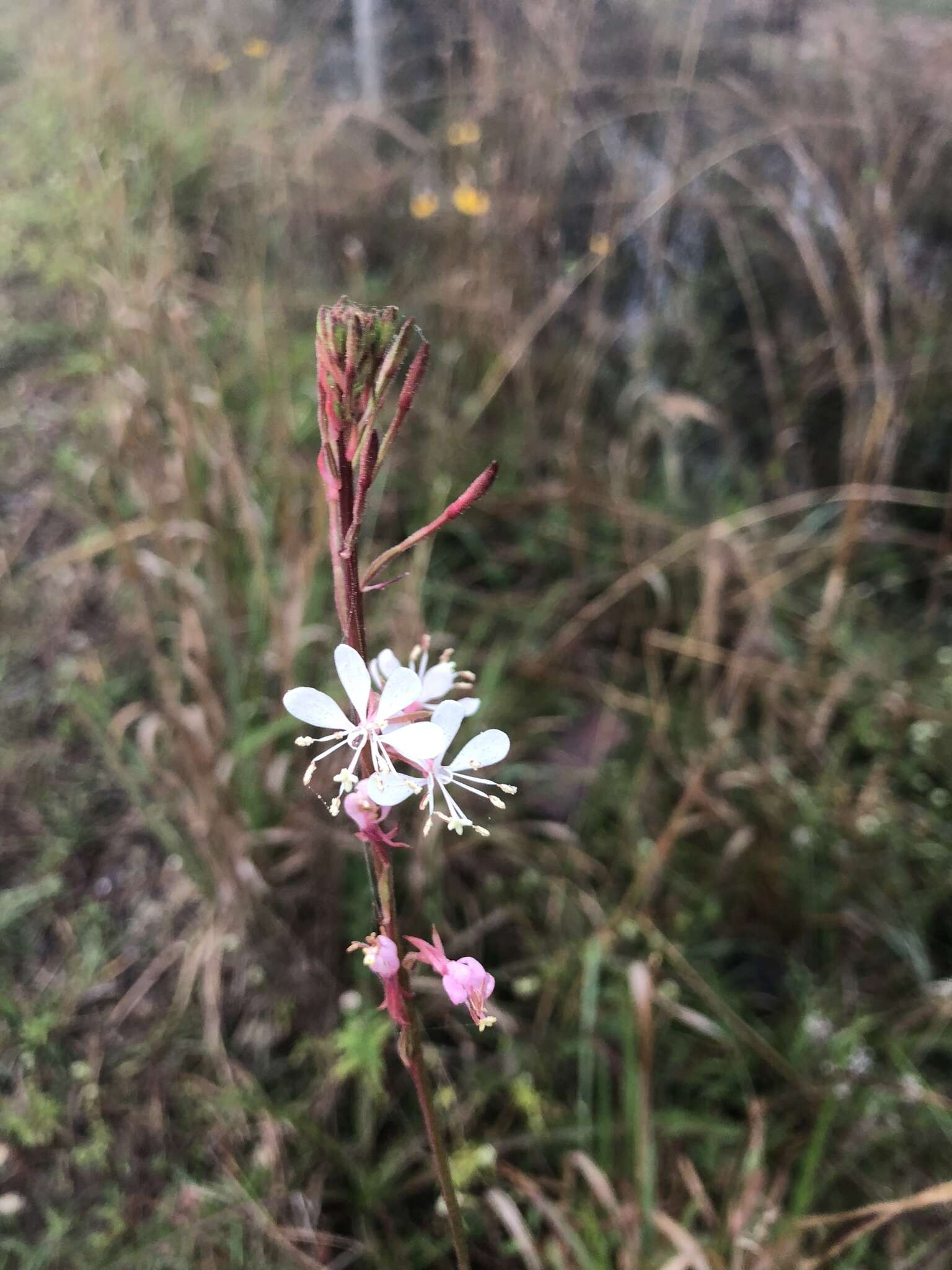 Sivun Oenothera simulans (Small) W. L. Wagner & Hoch kuva