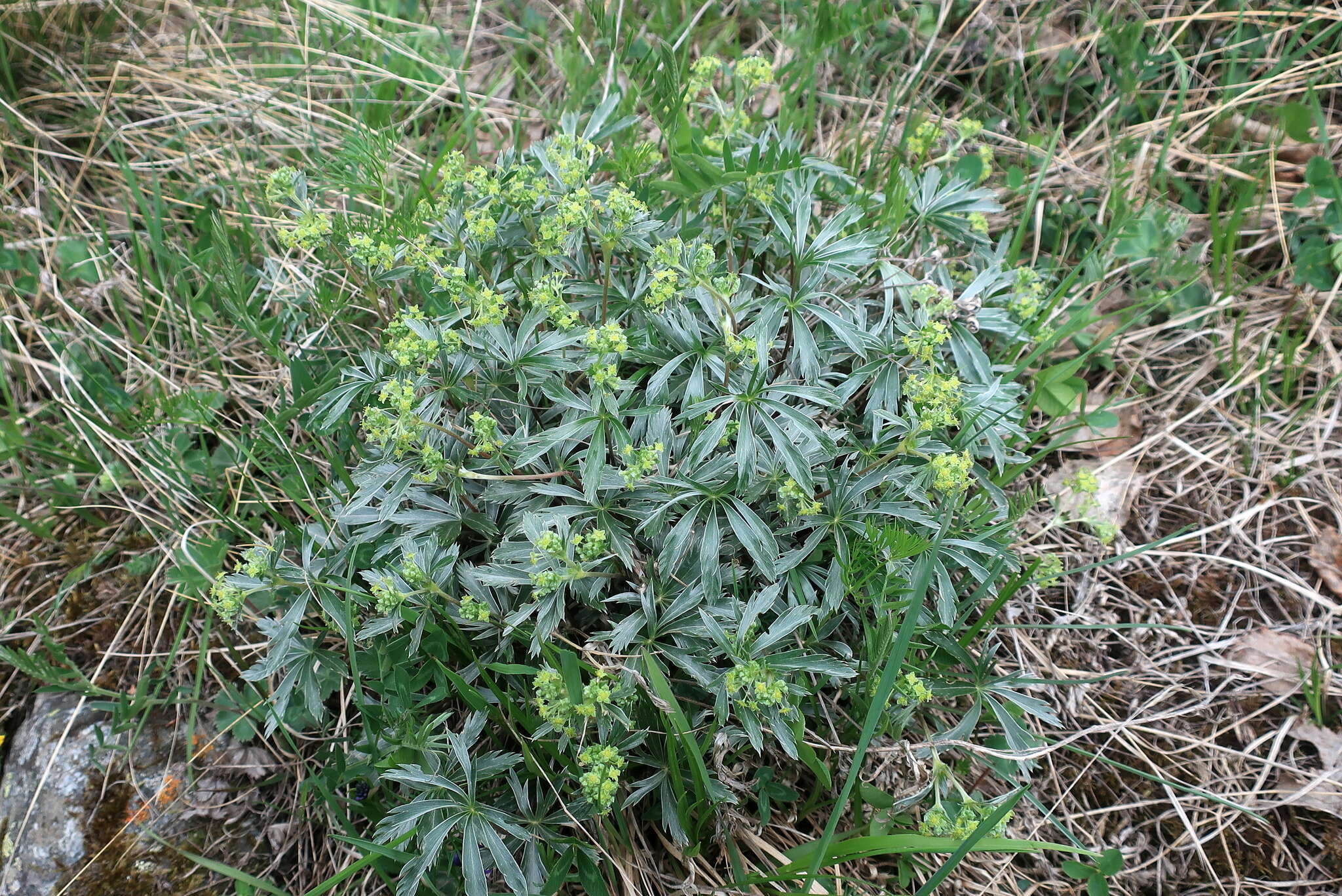 Image of Alchemilla sericea Willd.
