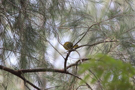 Image of Golden-backed Weaver