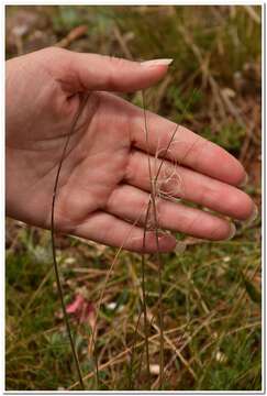 Image of Needle Grass