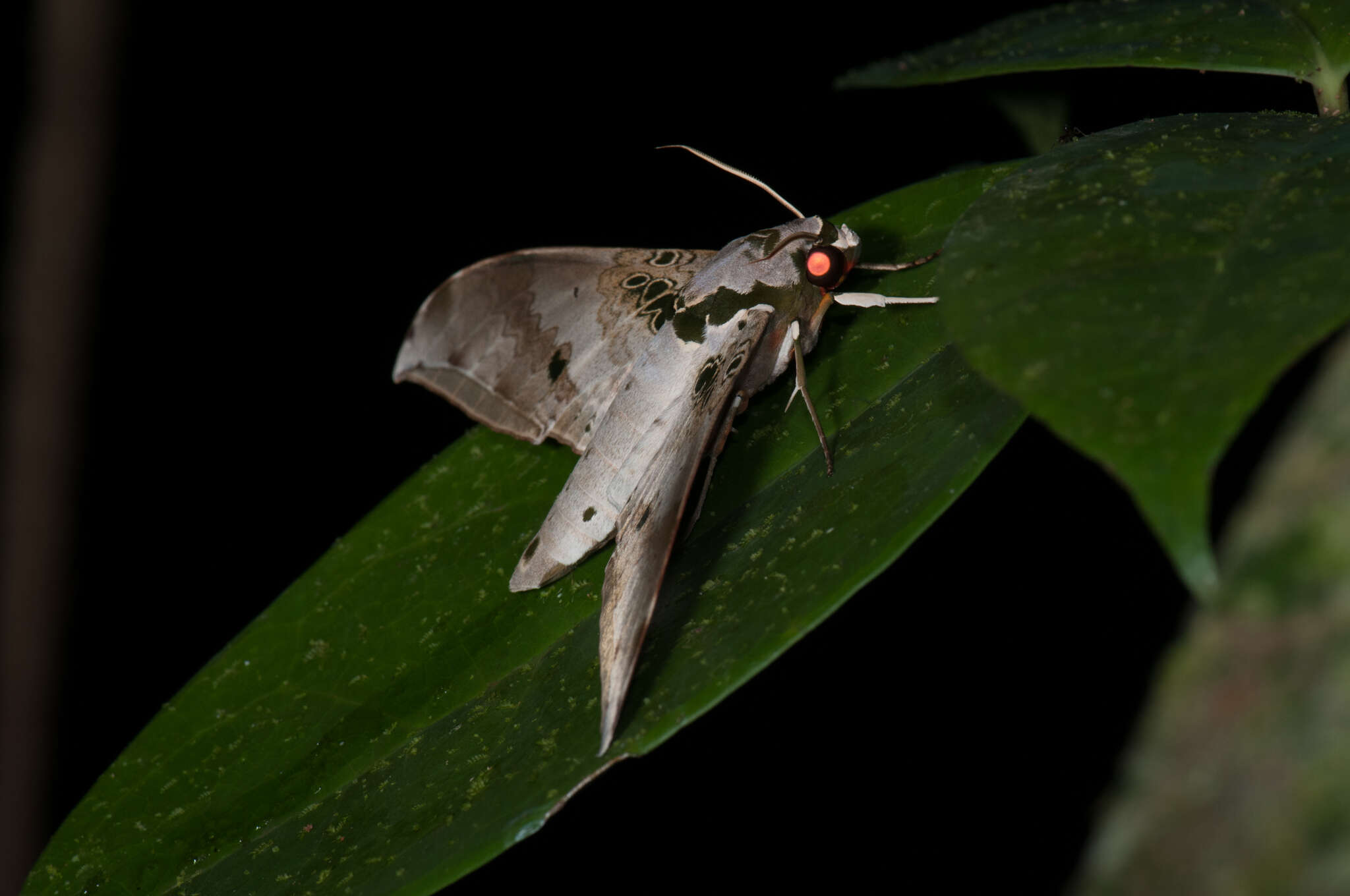 Image of Ambulyx canescens (Walker (1865))