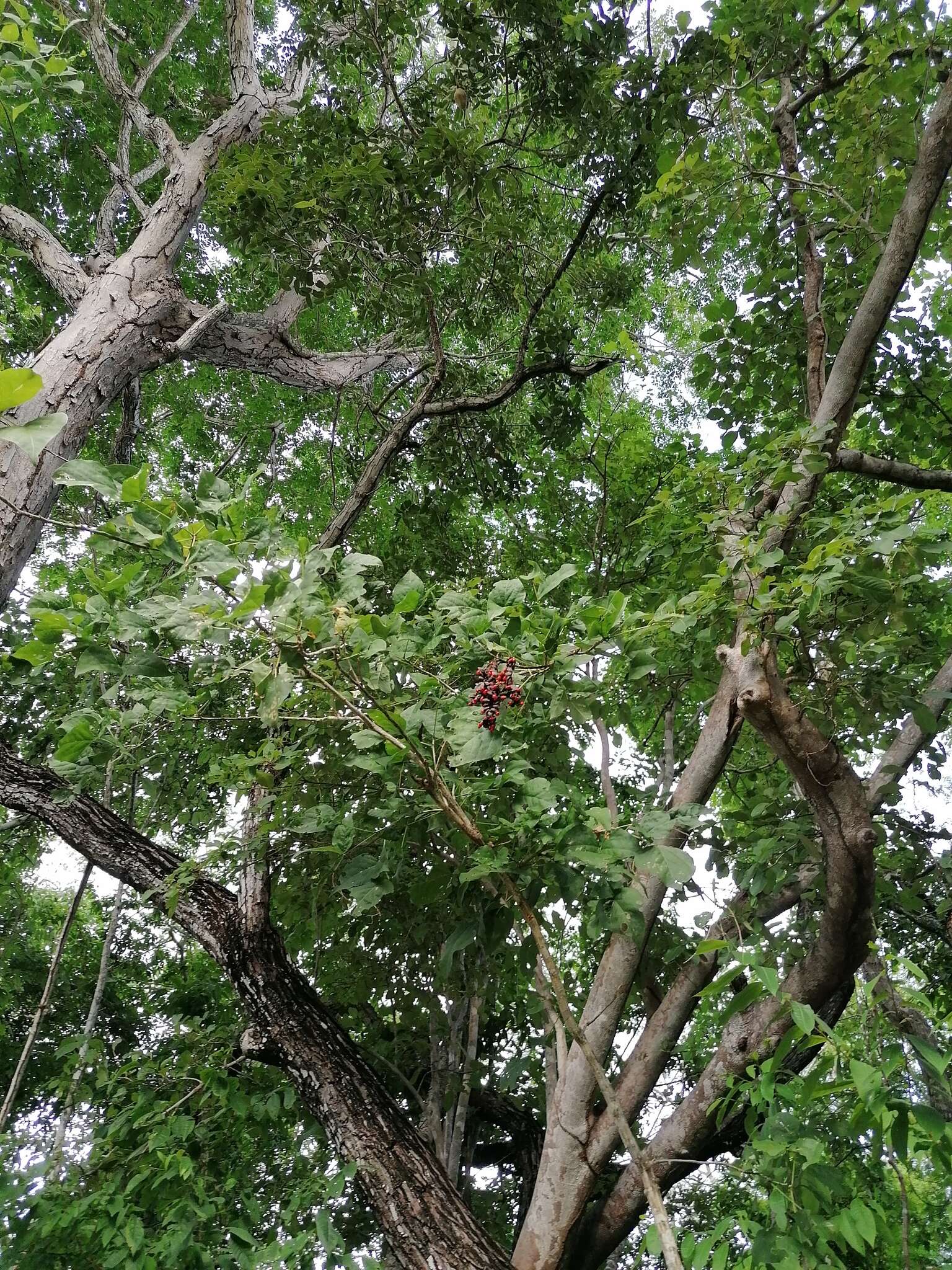 Image of Erythrina lanata Rose