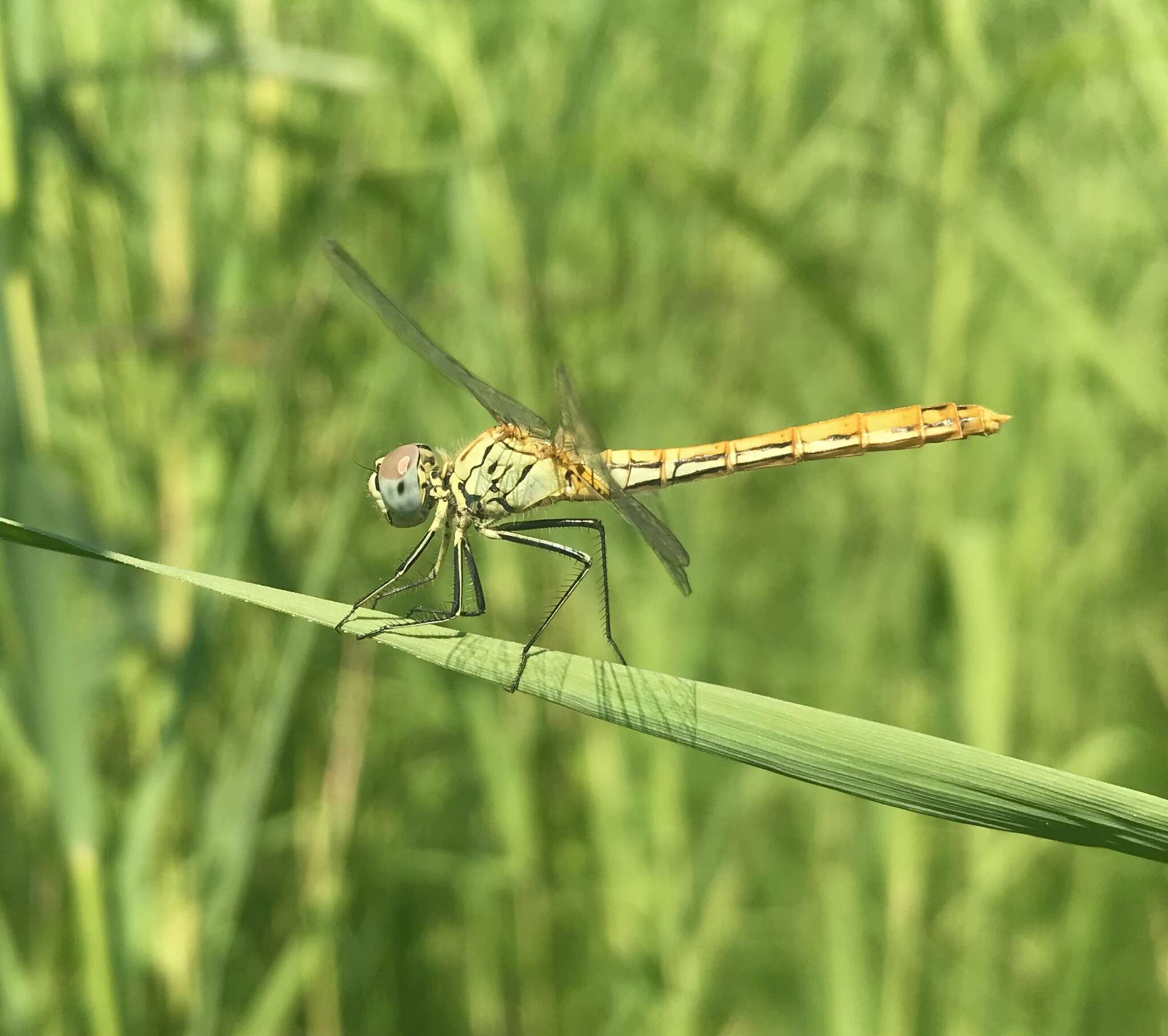 Image of Sympetrum tibiale (Ris 1897)