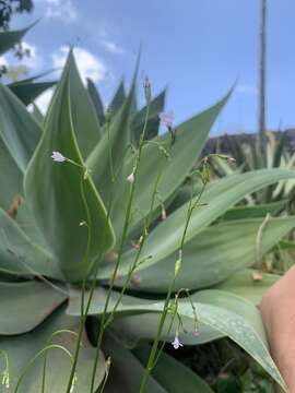 Image of Wahlenbergia lobelioides (L. fil.) Link