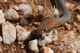 Image of Demansia psammophis cupreiceps Storr 1978