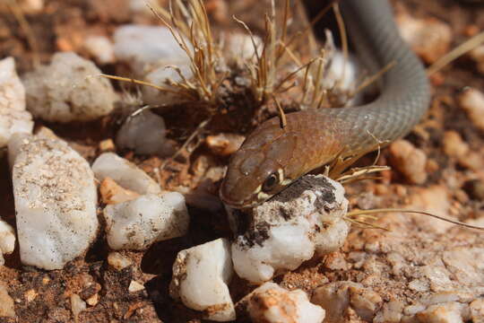 Imagem de Demansia psammophis cupreiceps Storr 1978