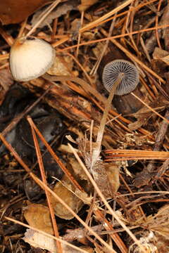 Image of Psathyrella amarescens Arnolds 2003