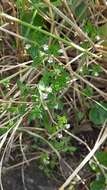 Image of upland eyebright