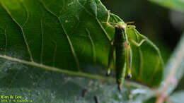 صورة Anapodisma miramae Dovnar-Zapolskij 1932