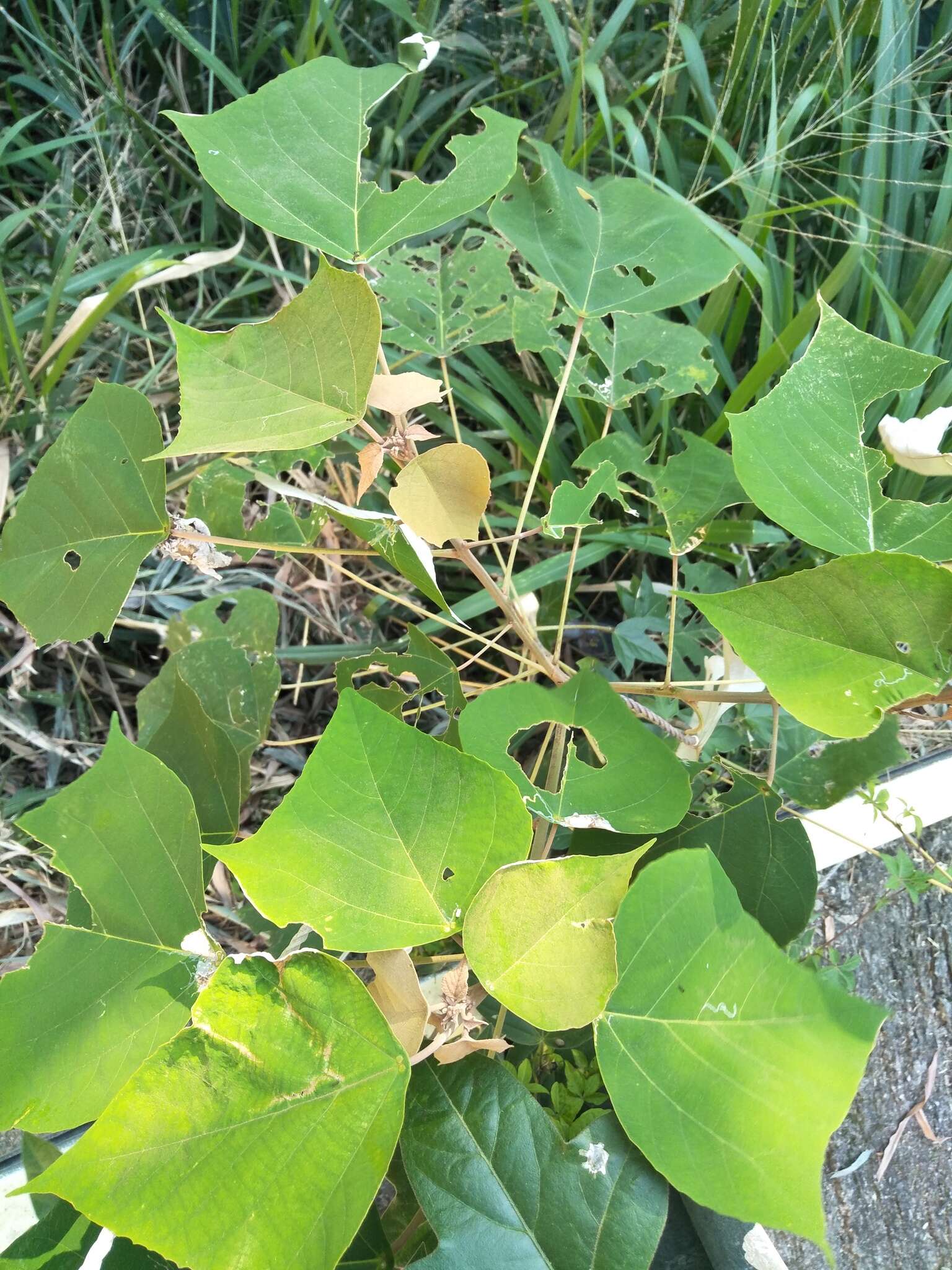 Image de Mallotus paniculatus (Lam.) Müll. Arg.