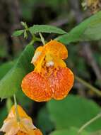 Image of Impatiens pacifica Zika