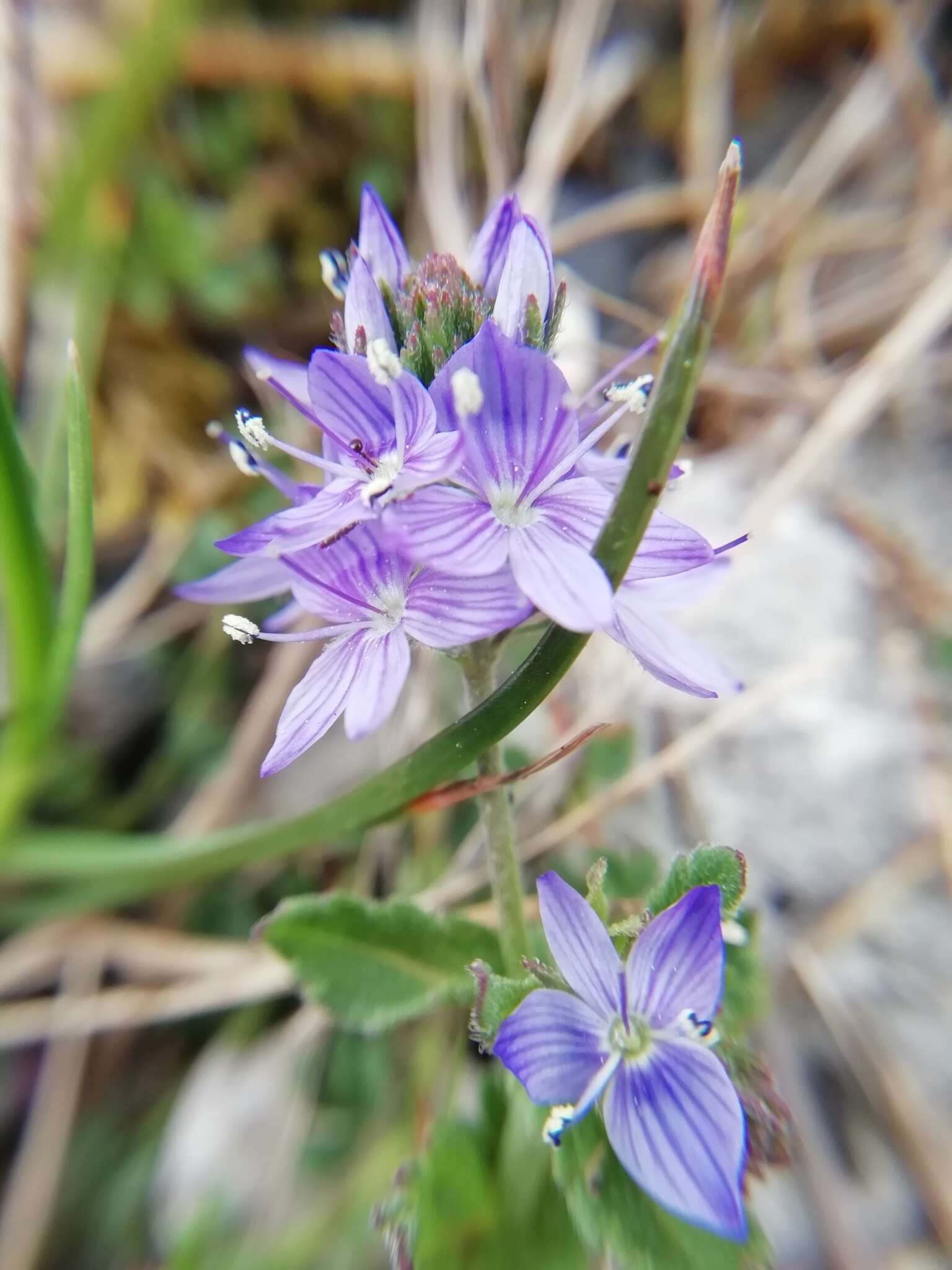 Image of Veronica orsiniana Ten.